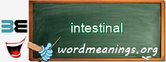 WordMeaning blackboard for intestinal